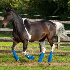 2022 Equilibrium Equi-Chaps Close Contact Chaps EQB1200 - Navy / Yellow -Equestrian Products Store 1847 202220Equilibrium20Equi Chaps20Close20Contact20Chaps20EQB120020 20Navy20Yellow20Lifestyle202.700x700