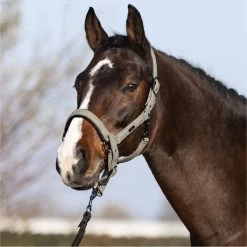 2023 HV Polo Francis Headcollar 1601093450 - Dark Oil Green 7 2023 HV Polo Francis Headcollar 1601093450 - Dark Oil Green -Equestrian Products Store 6938 202320HV20Polo20Francis20Headcollar20160109345020 20Dark20Oil20Green203.700x700