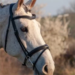 2023 Henry James Saddlery Comfort Flash Bridle HJ-BR-02 - Black Colour Black -Equestrian Products Store 6996 202320Henry20James20Saddlery20Comfort20Flash20Bridle20HJ BR 0220 20Black203.700x700