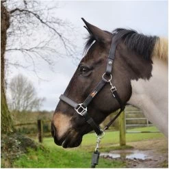 Equilibrium Stellar Headcollar - Black -Equestrian Products Store Equilibrium Stella Headcollar Black 3.700x700