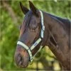 2023 Weatherbeeta Coordinate Headcollar 10020940 - Light Blue / Gold / Sand -Equestrian Products Store dfb57597176d9aaf0453c421069781a6.700x700
