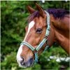 2022 Weatherbeeta Cooordinate Headcollar 1002094012 - Blue / Black / Yellow -Equestrian Products Store wb headcollar coord bee01.700x700